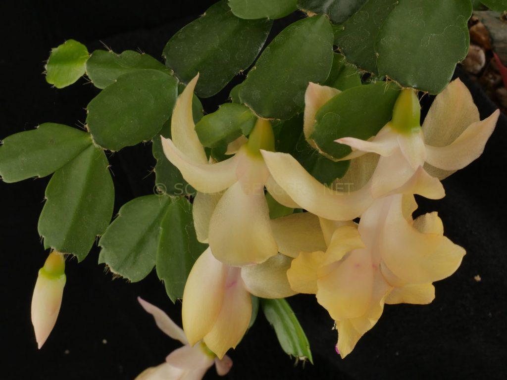 Schlumbergera 'Little Pot o'Gold'