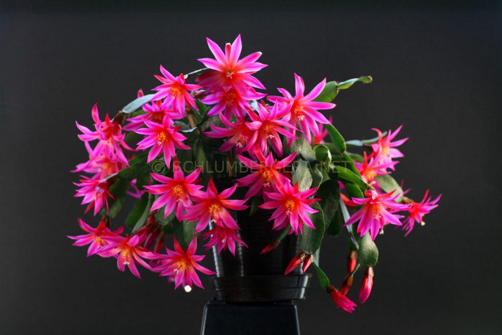 Rhipsalidopsis 'Ralf's Regenbogen'