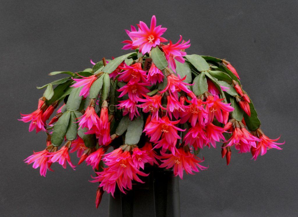 Rhipsalidopsis 'Ralf's Regenbogen'