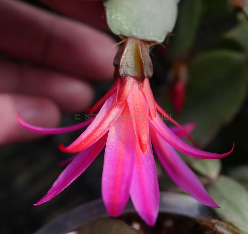 Rhipsalidopsis 'Ralf's Regenbogen'