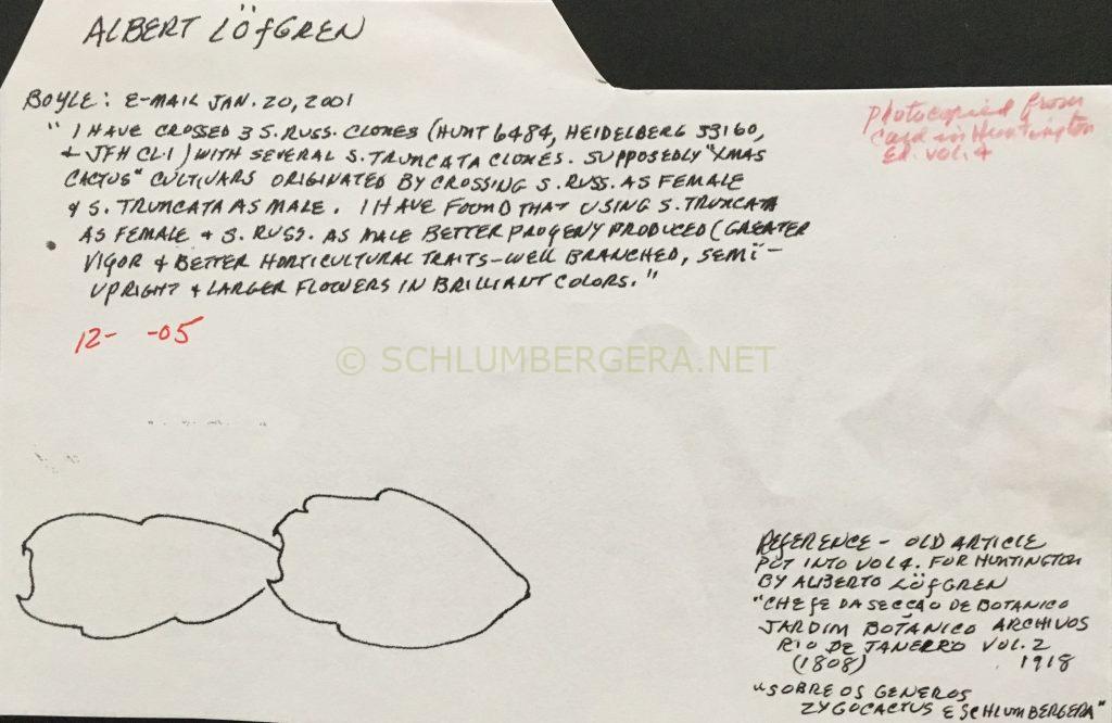 Schlumbergera 'Albert Loefgren'