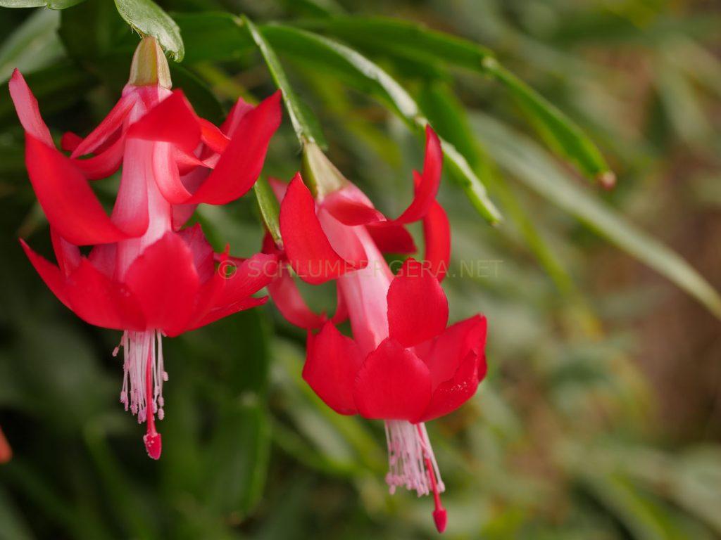 Schlumbergera 'Albert Loefgren'