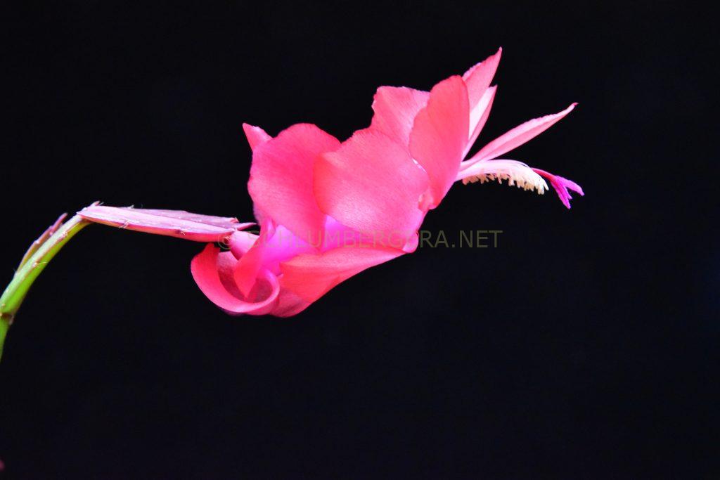 Schlumbergera 'Amazonas Brasil'