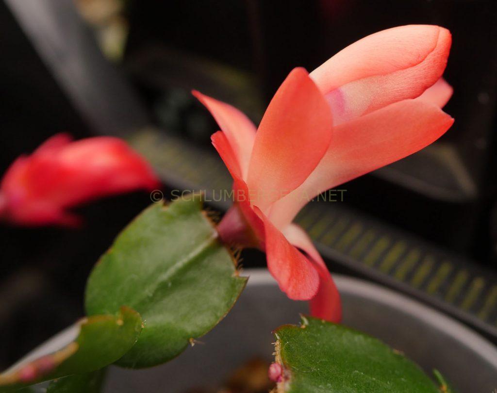 Schlumbergera 'Amazonas Brasil'