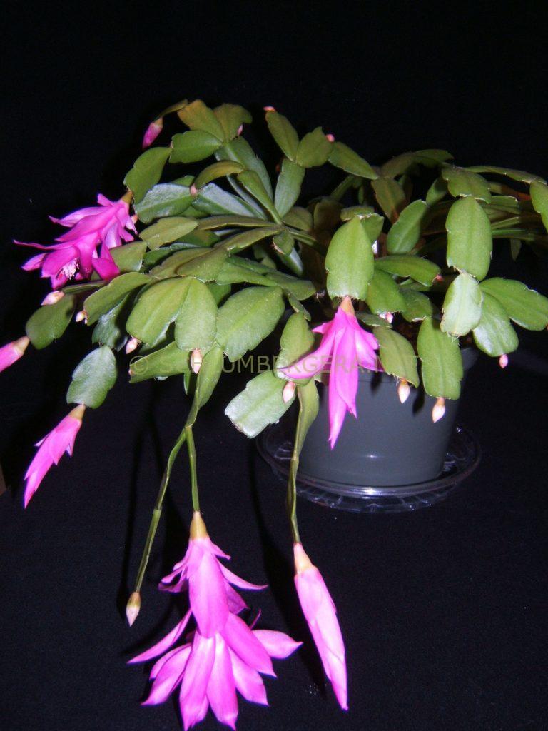 Schlumbergera 'Angele Leclerc'