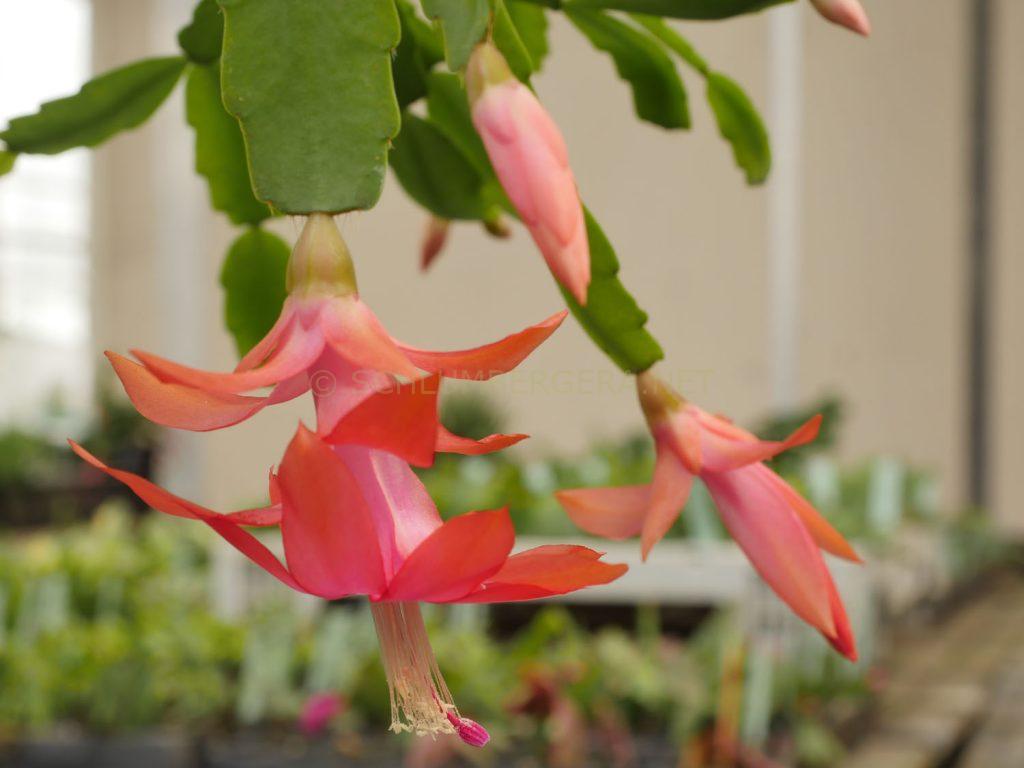 Schlumbergera 'Apricot'
