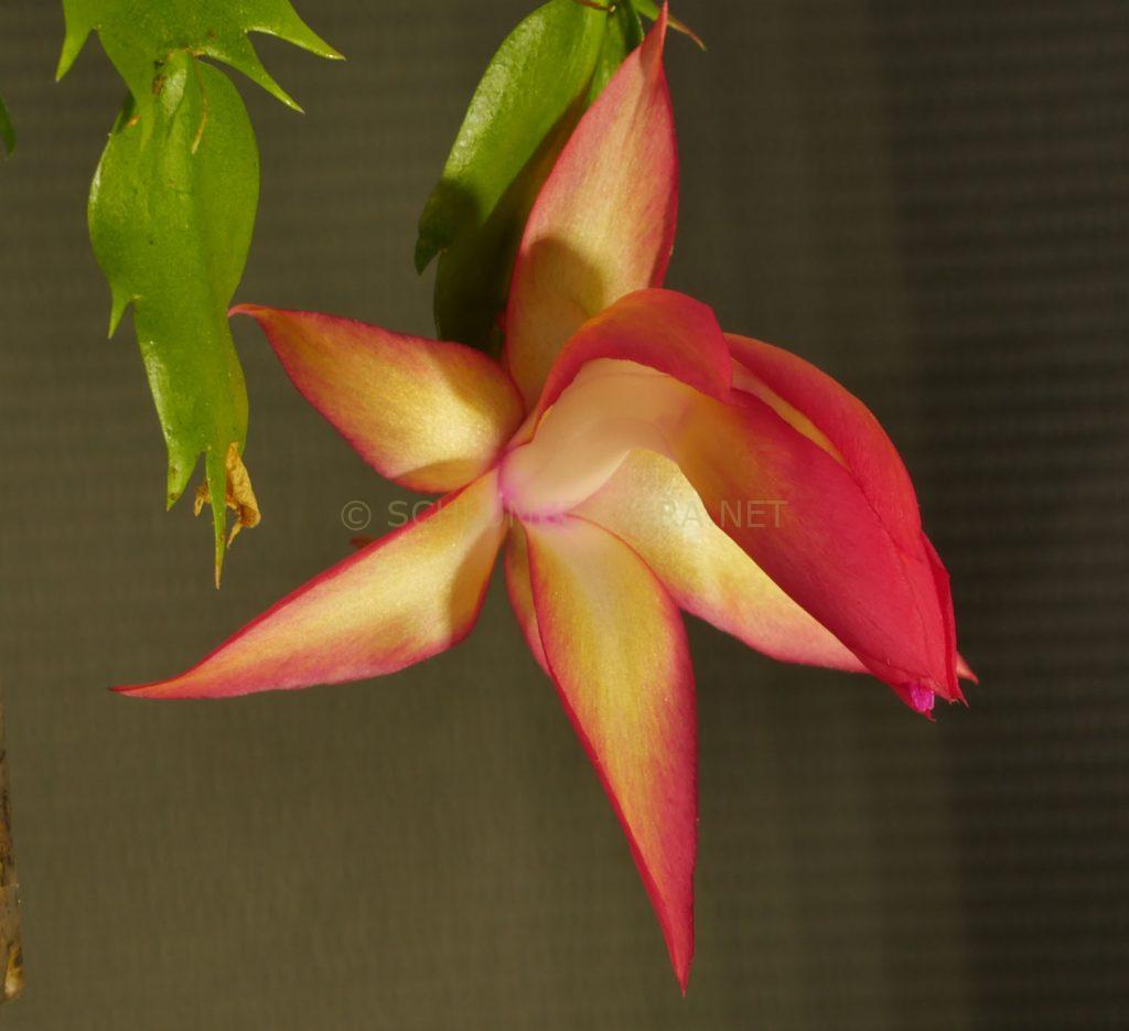 Schlumbergera 'Barbara Lenie'