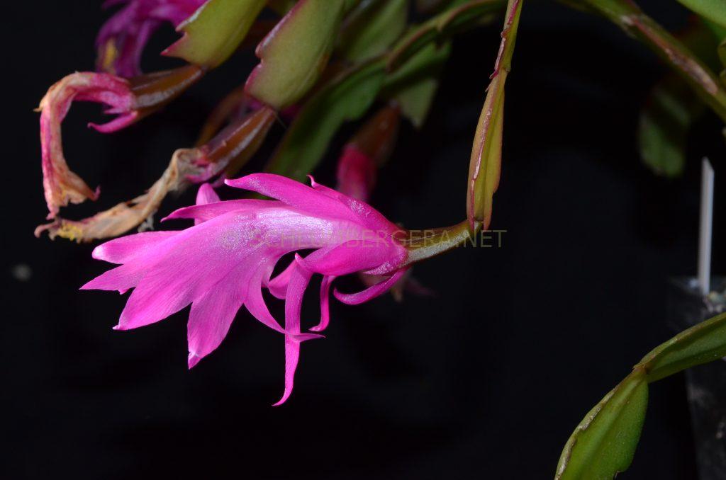 Schlumbergera 'Beheim Pink'