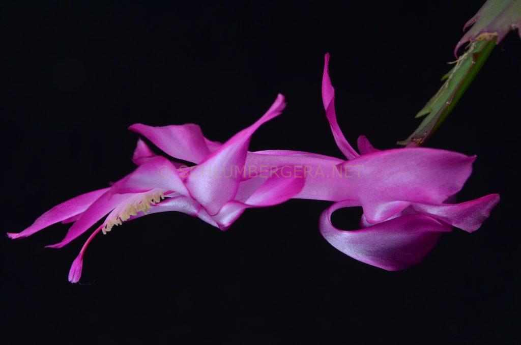 Schlumbergera 'Bristol Queen'