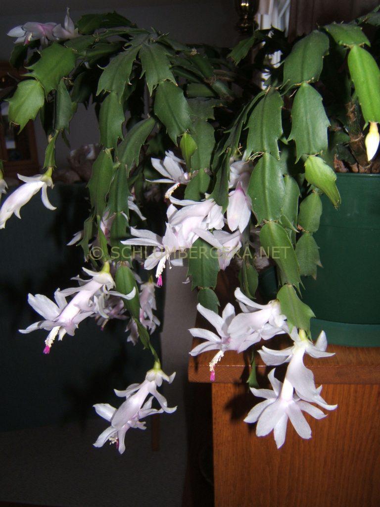 Schlumbergera 'Christie Goofellow'