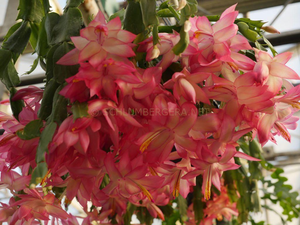 Schlumbergera 'Frony'