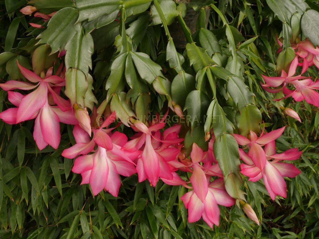 Schlumbergera 'Frony'