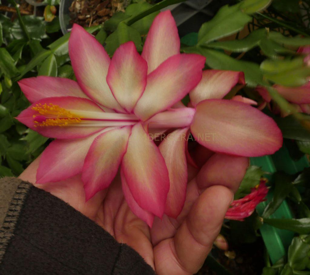 Schlumbergera 'Frony'