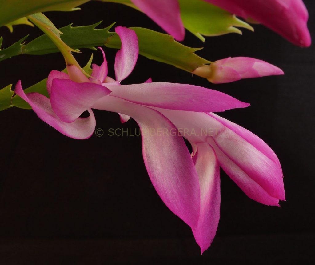 Schlumbergera 'Heatherton Charm'