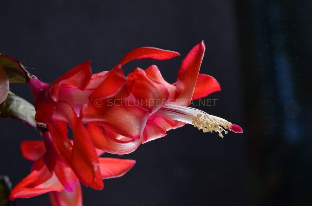 Schlumbergera 'Horizonte Brasil'