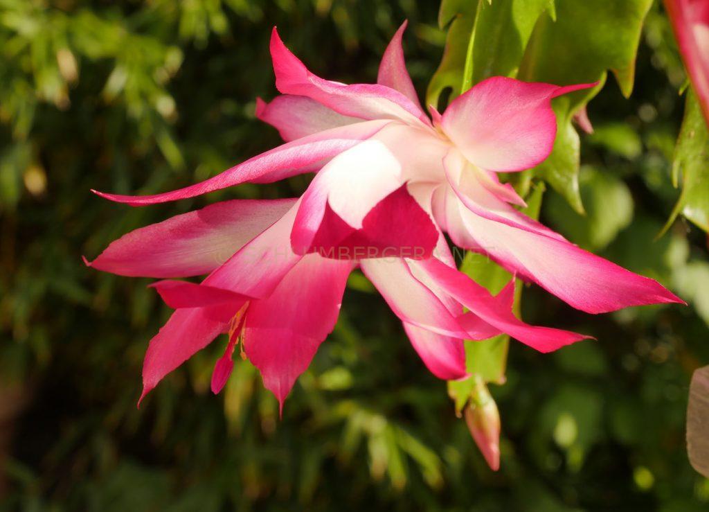 Schlumbergera 'Izzie'