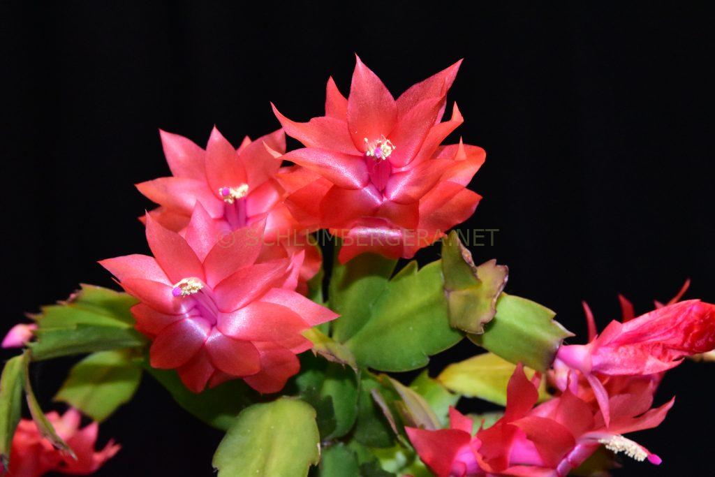 Schlumbergera 'Parana Brasil''