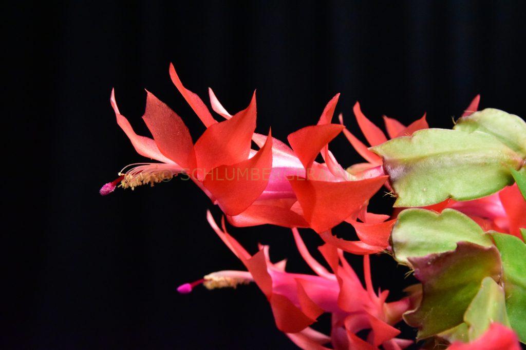 Schlumbergera 'Parana Brasil''