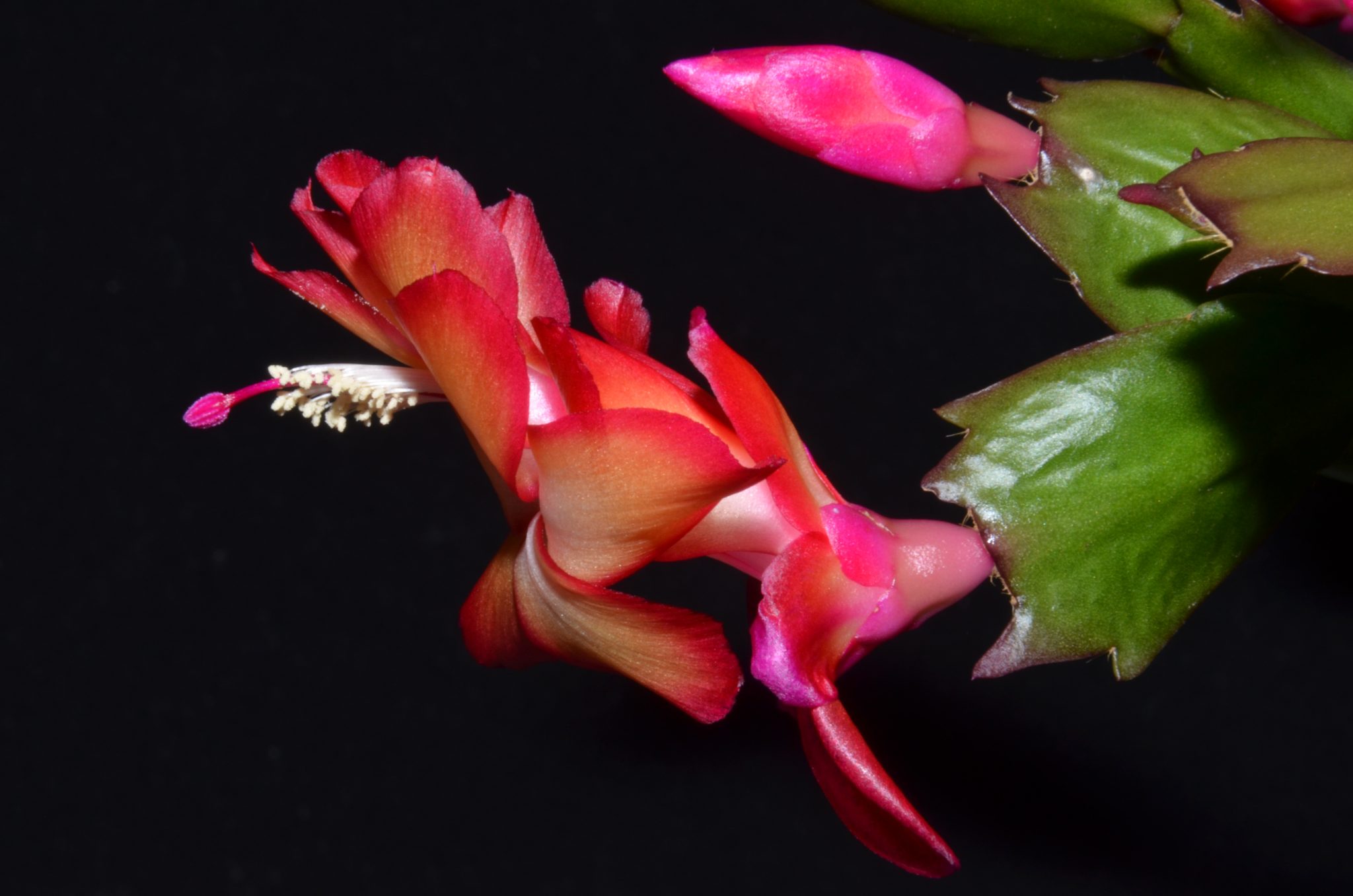 Шлюмбергера самба бразилия Шлюмбергера самба бразилия