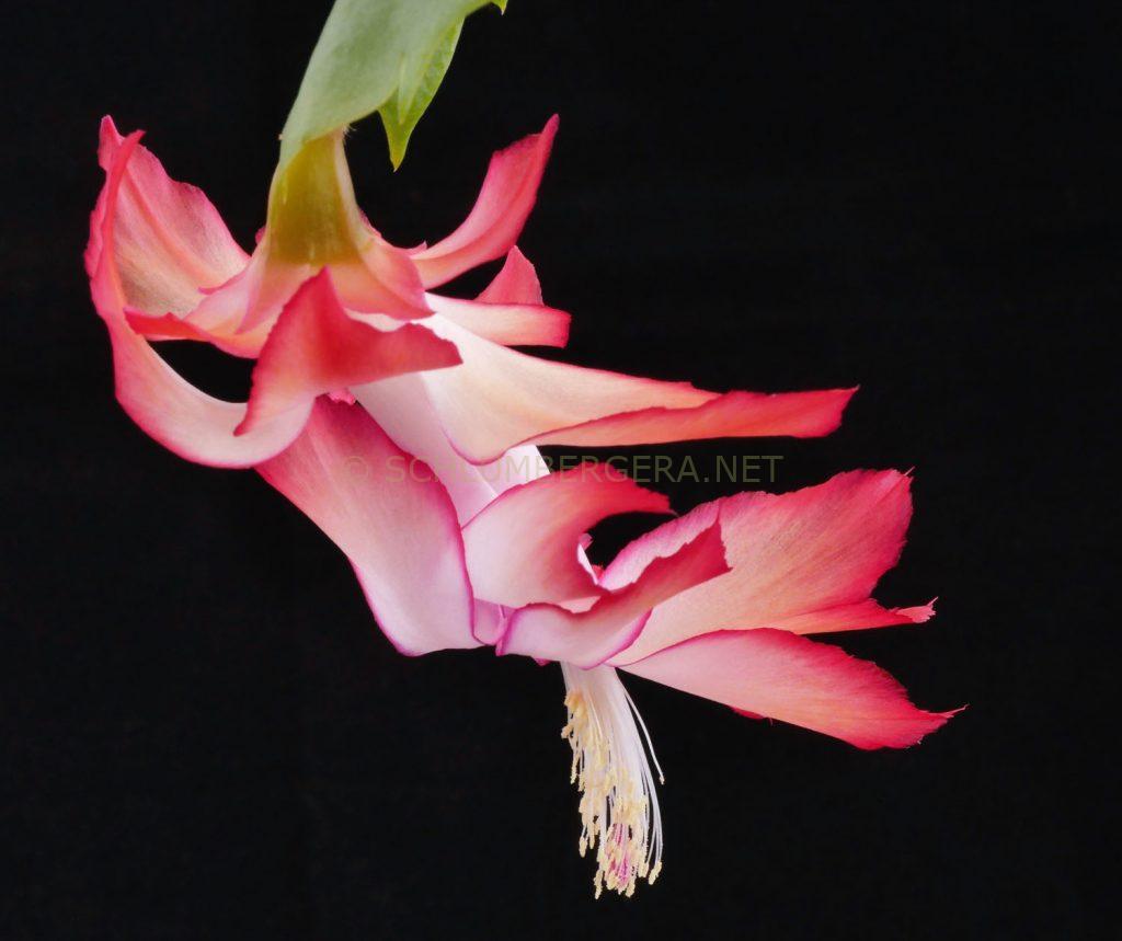 Schlumbergera 'Spanish Dancer'