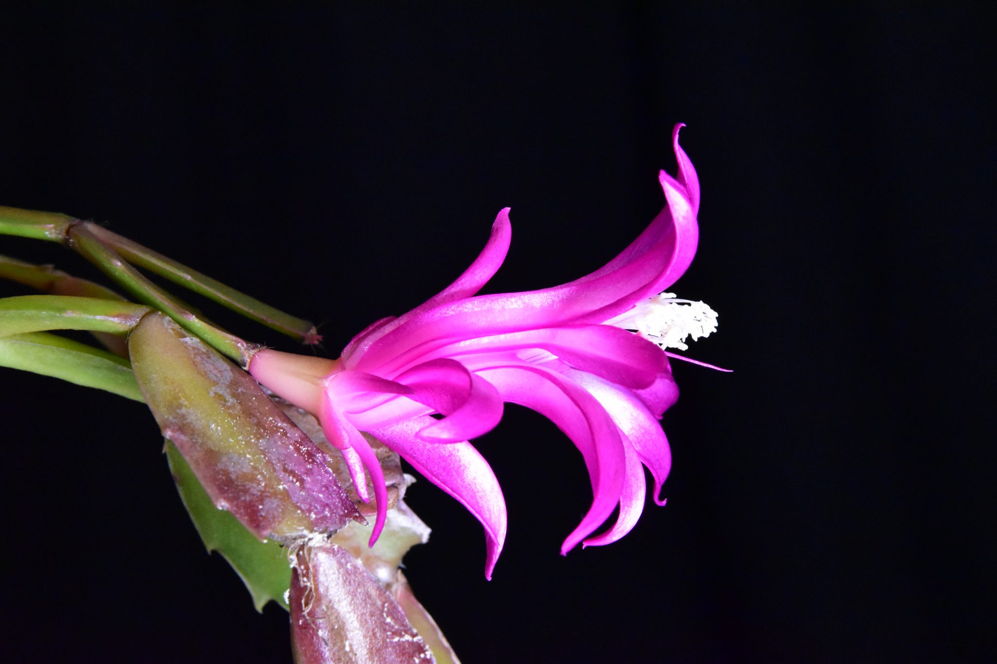 'Thor Wild Cactus' - Schlumbergera and Rhipsalidopsis