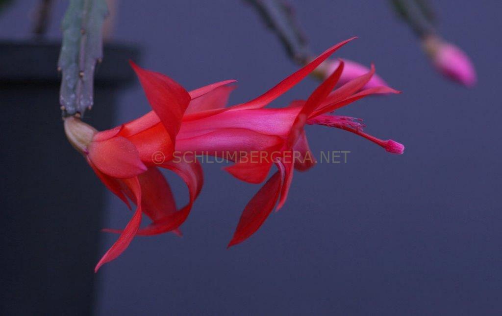 Schlumbergera 'Vesuvius'