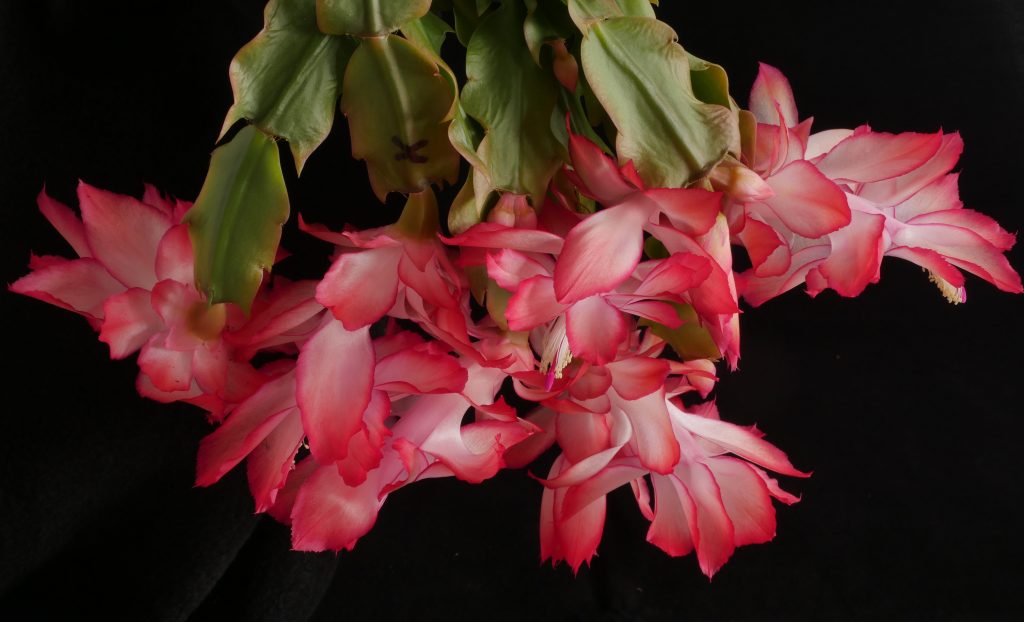 Schlumbergera 'Spanish Dancer'