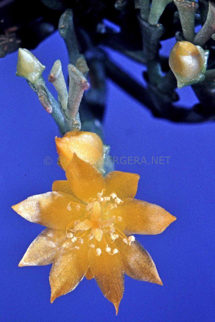 Schlumbergera lutea subsp. bradei, BG Bonn 13647, W. Rauh 64291 © W. Barthlott, Lotus-Salvinia.de (4)