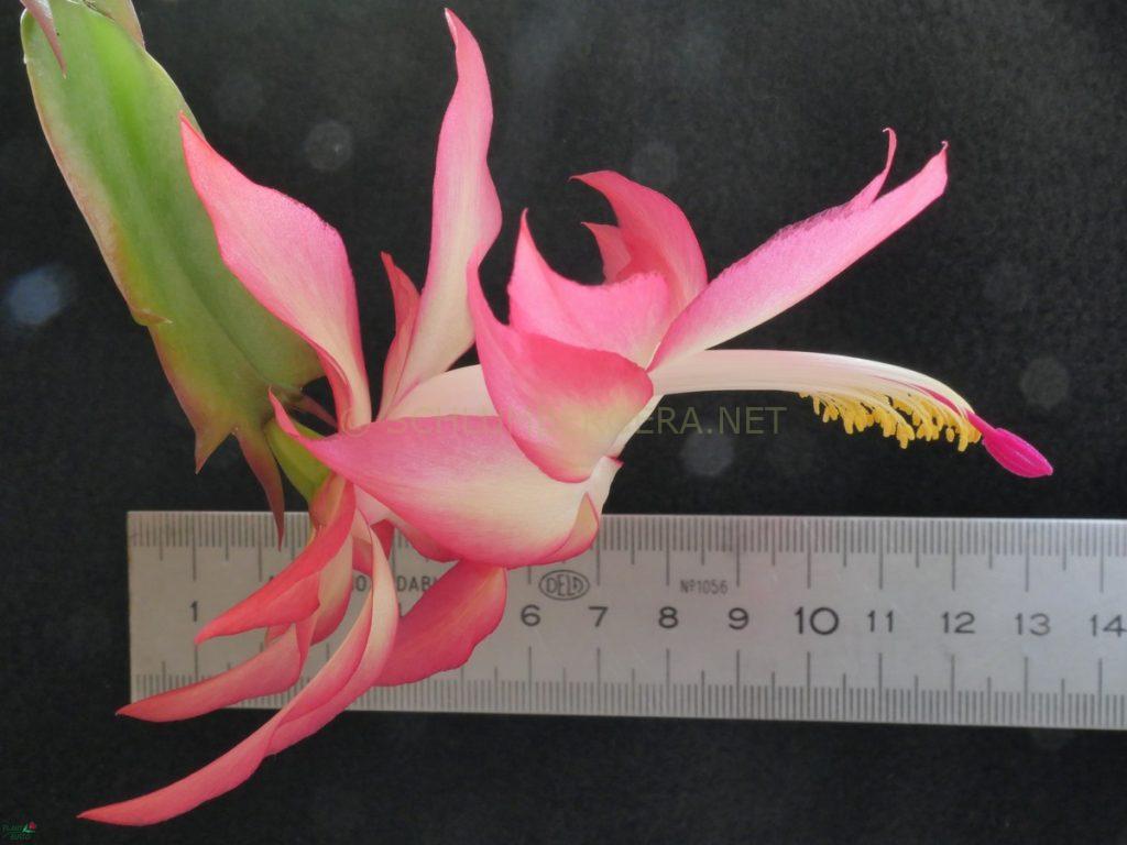 Schlumbergera 'Barbara Lenie'