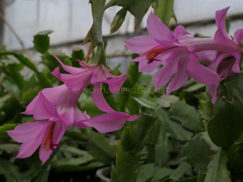 Schlumbergera 'Beheim Pink'