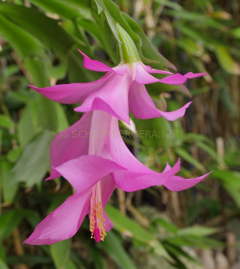 Schlumbergera 'Beheim Pink'