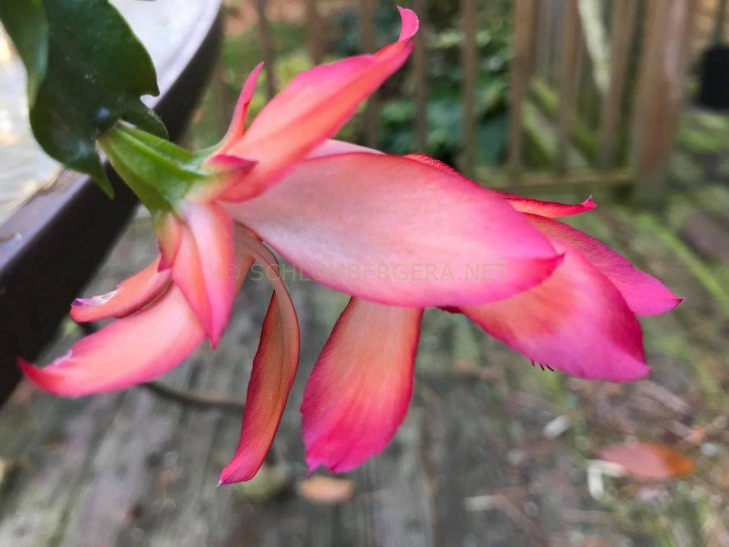 Schlumbergera 'Bristol Amber'
