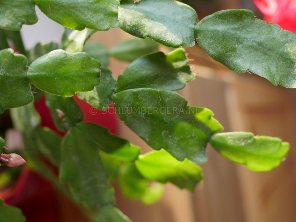 Schlumbergera 'Buckleyi Rollissonii'