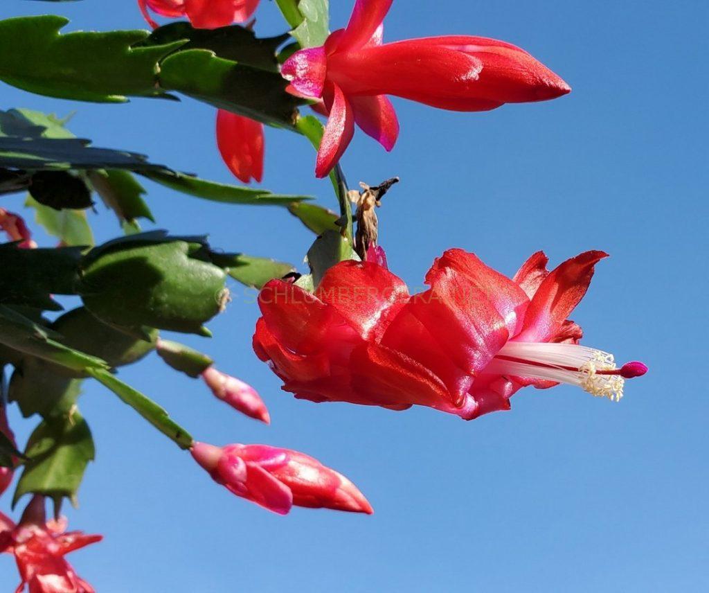 Schlumbergera 'Caribbean Dancer'