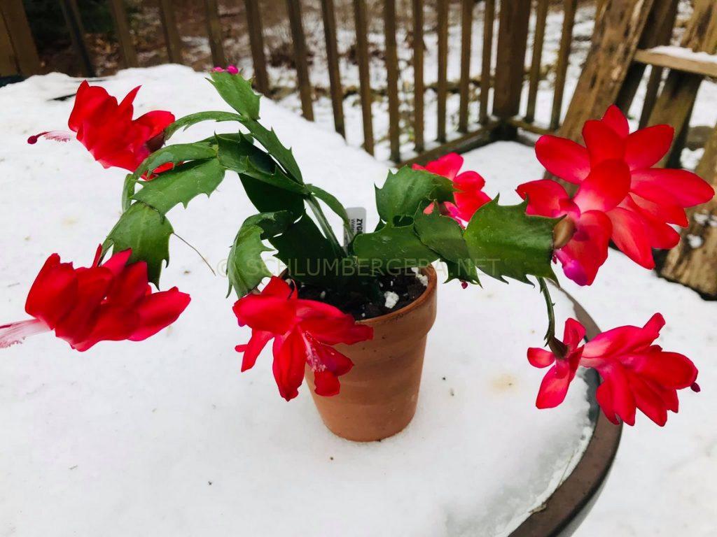Schlumbergera 'Carmen'