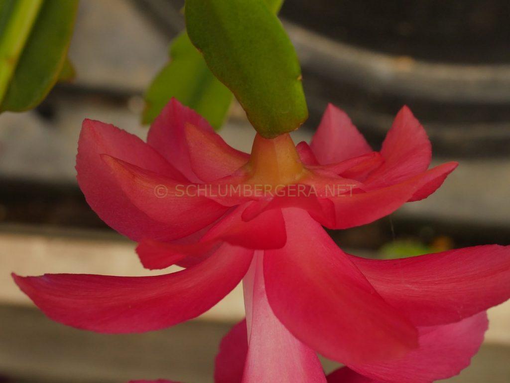 Schlumbergera 'Coral Dreams'