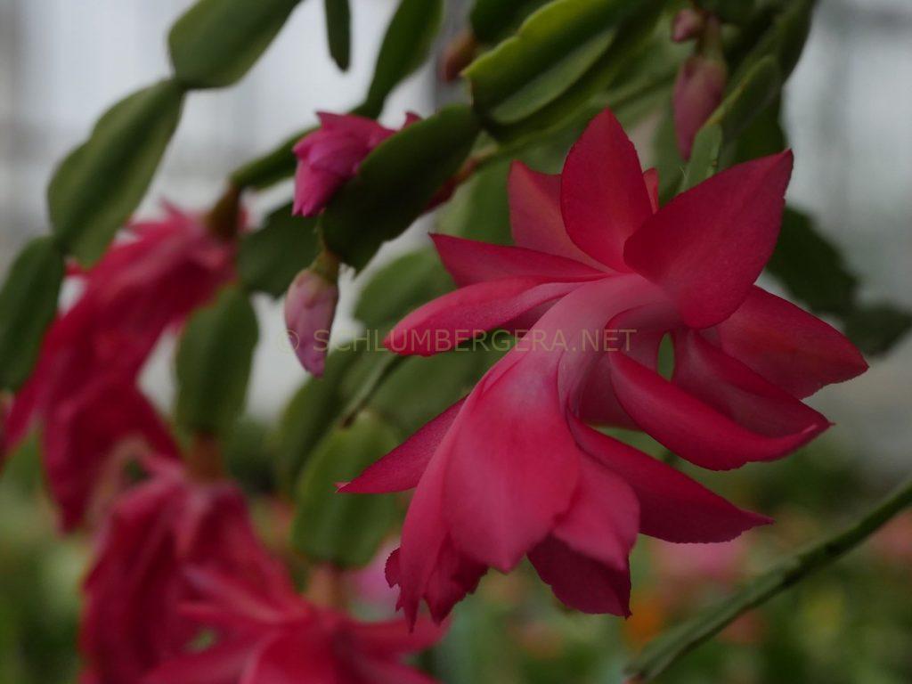 Schlumbergera 'Coral Dreams'