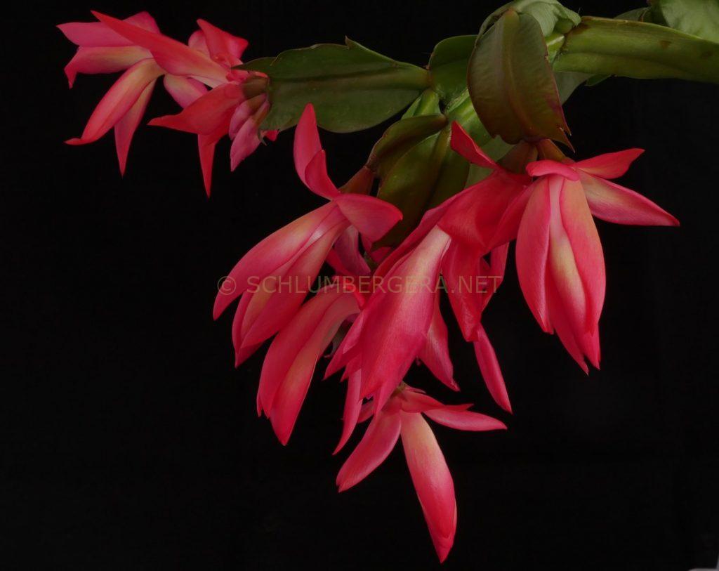 Schlumbergera 'Dark Queen'