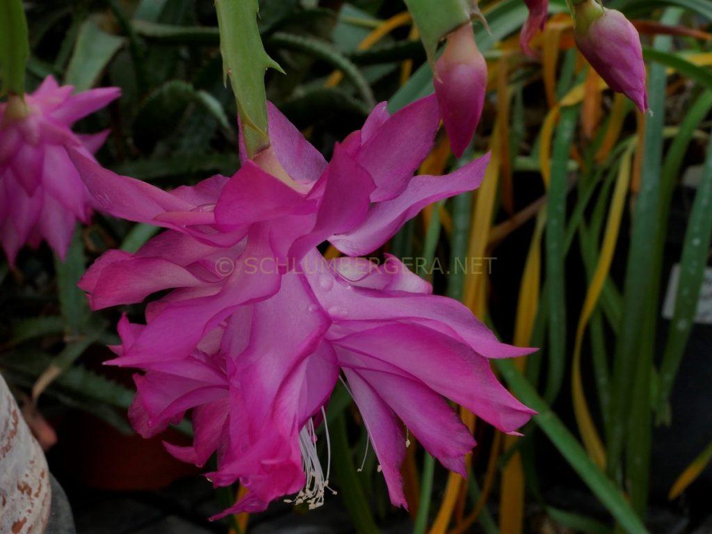 Schlumbergera 'Double Delight'