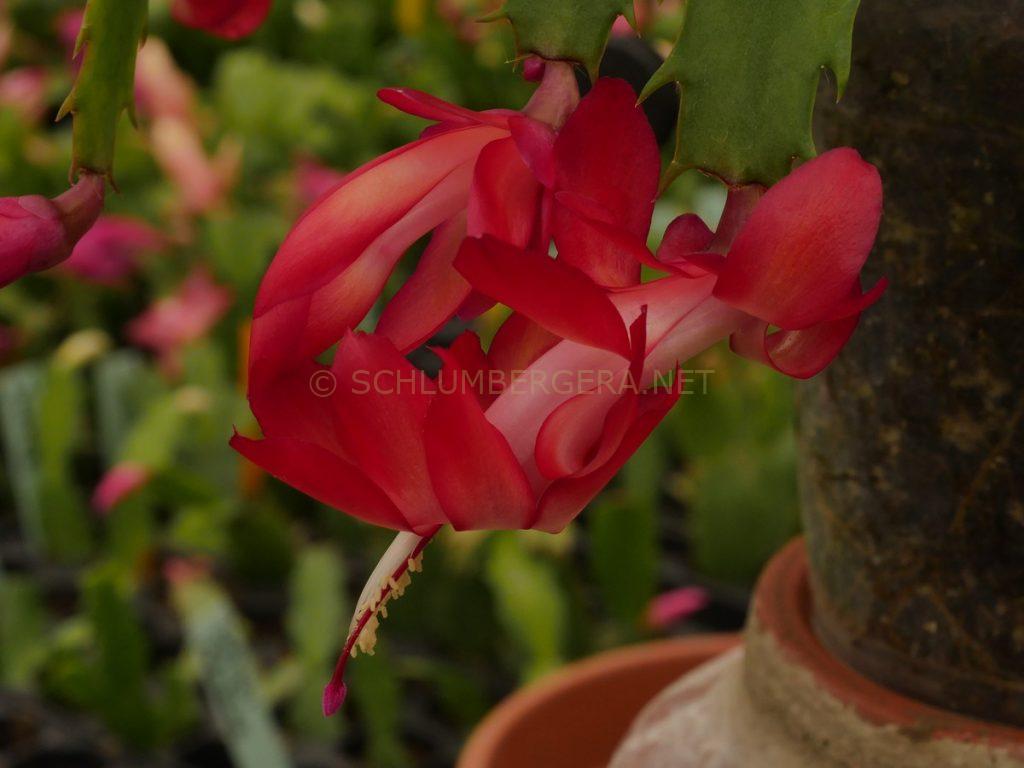 Schlumbergera 'Elfenzauber'