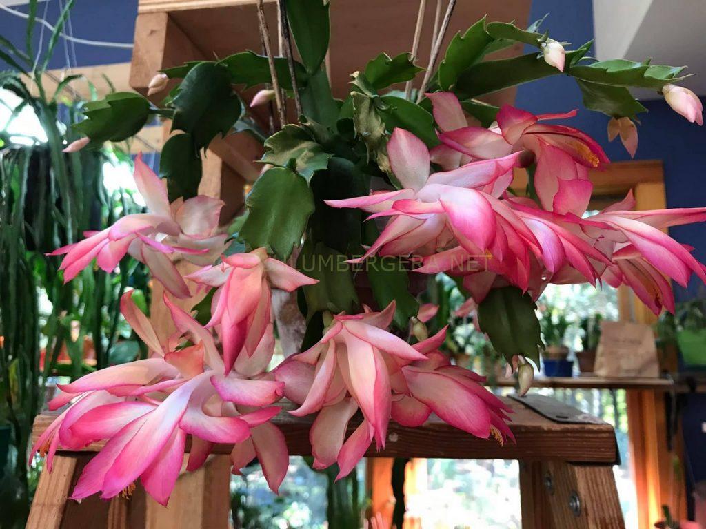 Schlumbergera 'Frony'