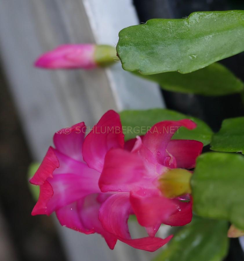Schlumbergera 'Fuchsine'