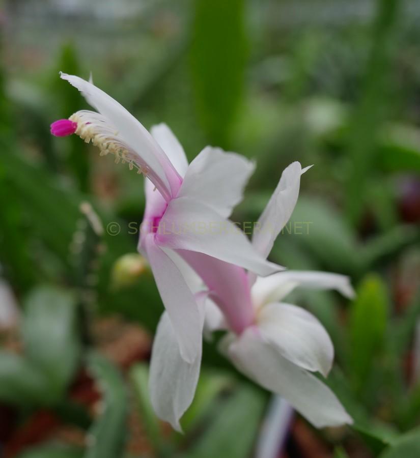 Schlumbergera 'Gail Glazier'
