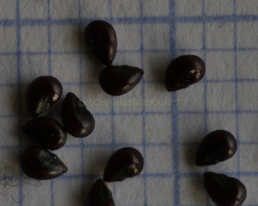 Schlumbergera 'George Gardner'