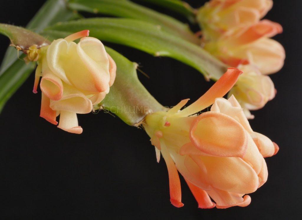 Schlumbergera 'Happy'