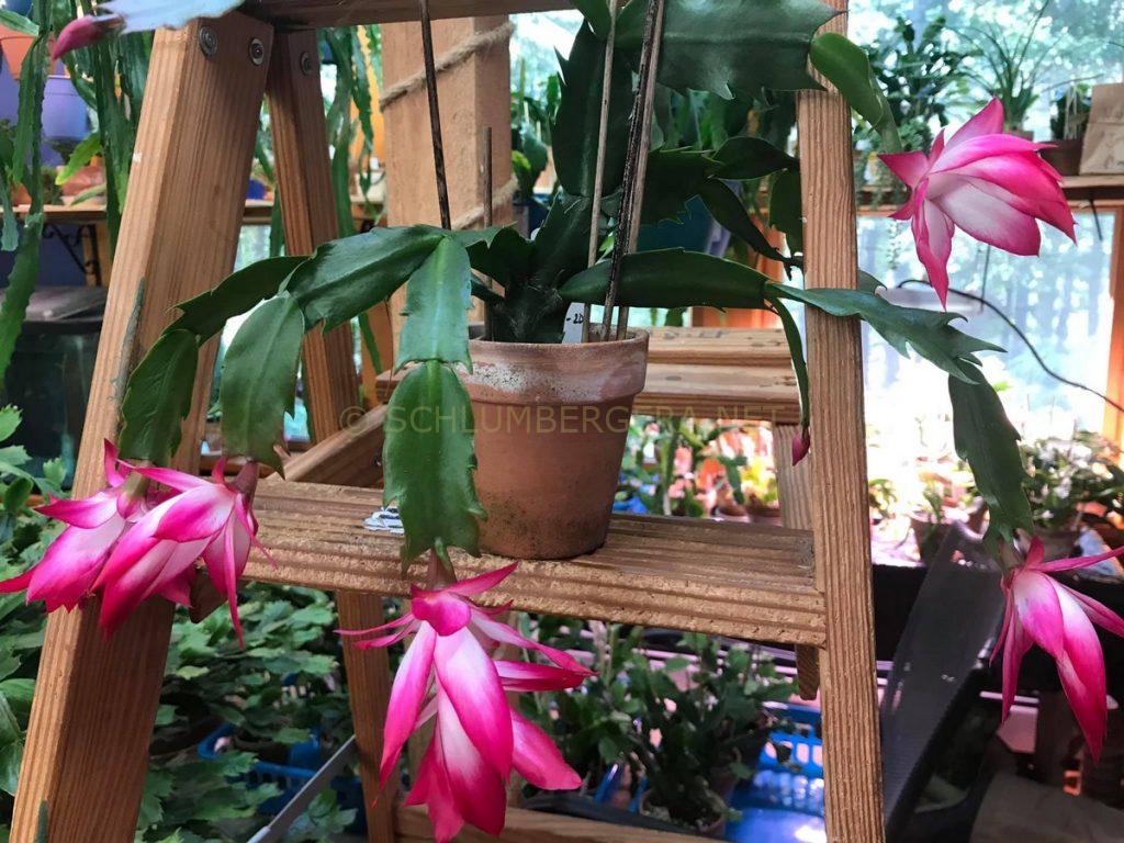 Schlumbergera 'Izzie'