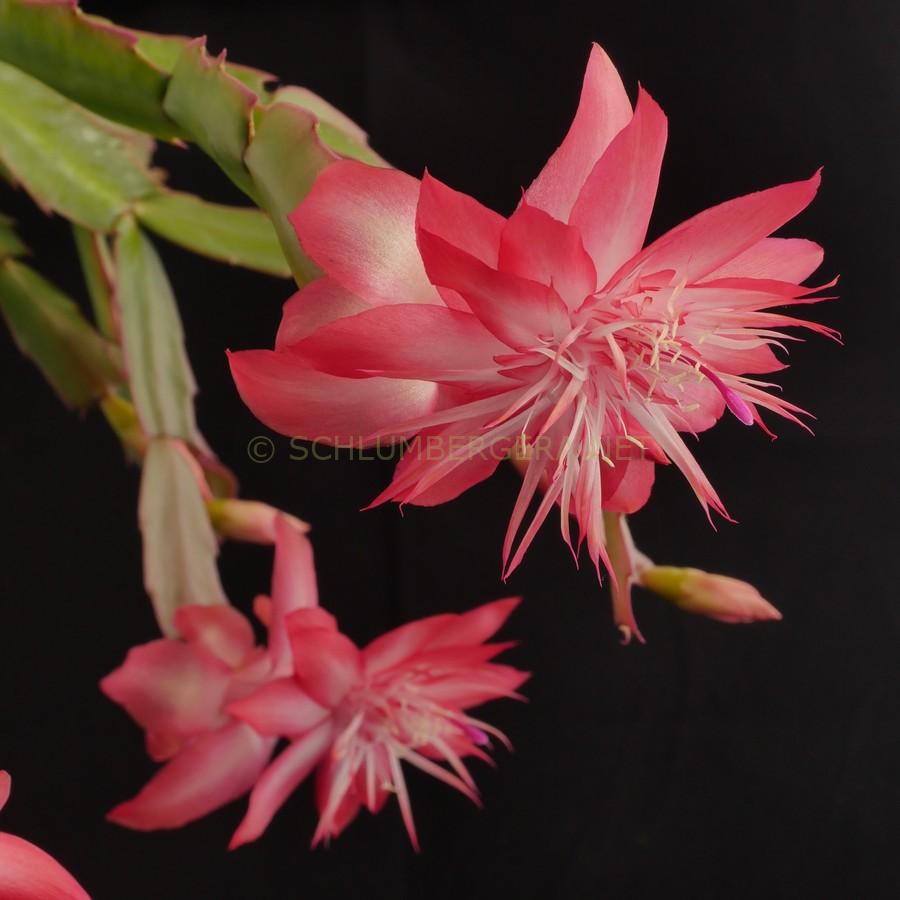 Schlumbergera 'Laranja Dobrada'