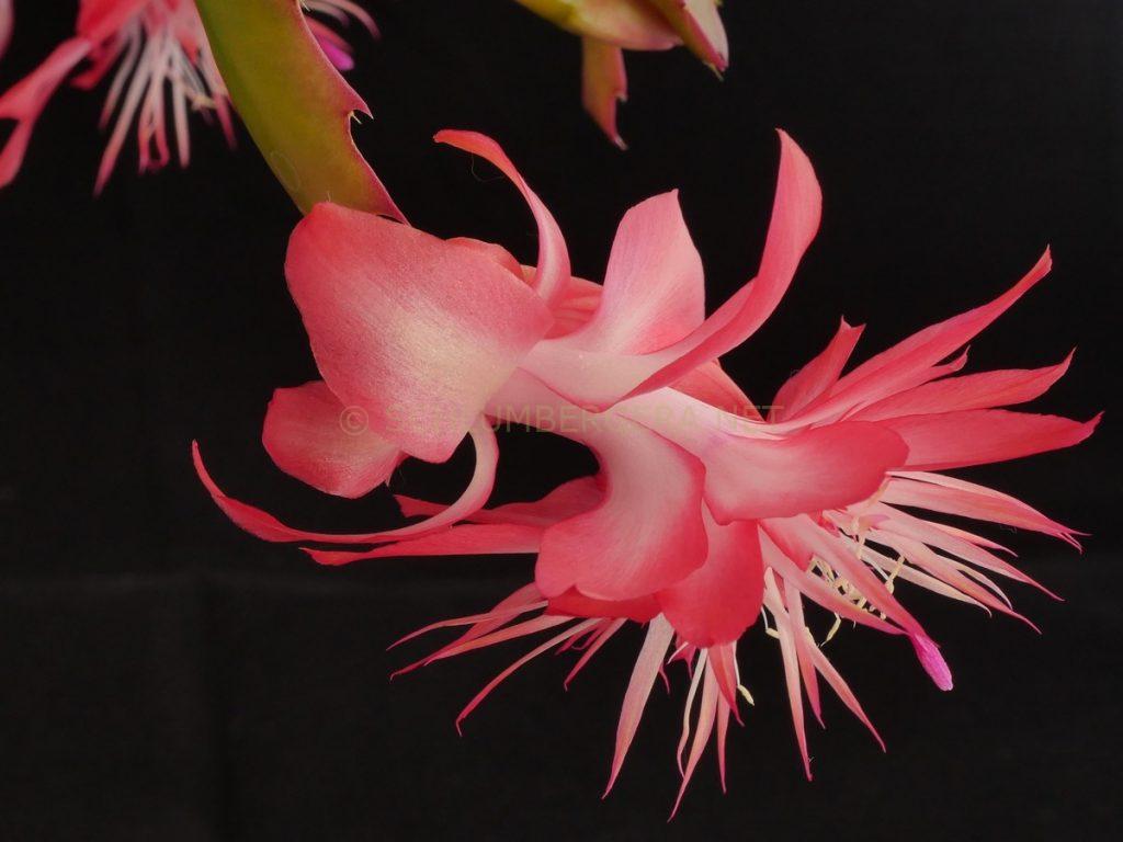 Schlumbergera 'Laranja Dobrada'