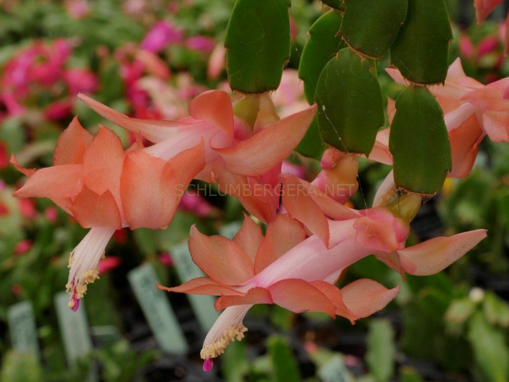 Schlumbergera 'Little Momma Hong'