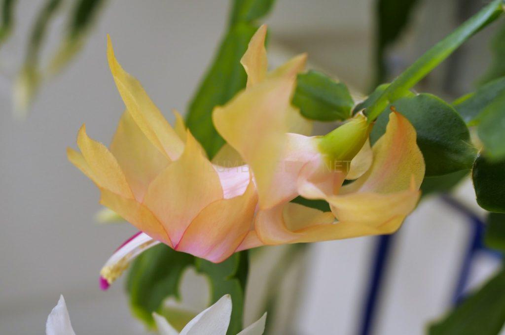 Schlumbergera 'Little Pot o'Gold'